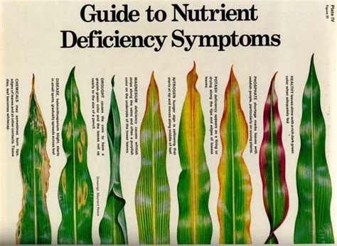 The Fishtank: Guide to nutrient deficiency symptoms in plants