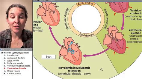 Ventricular Diastole