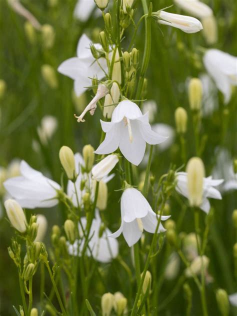 Stauden Stade Versand Shop: Campanula rotundifolia White Gem (Rundblättrige Glockenblume) hier ...