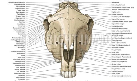 Horse-Osteology: Cranium, Sutures of the head | Skull anatomy ...