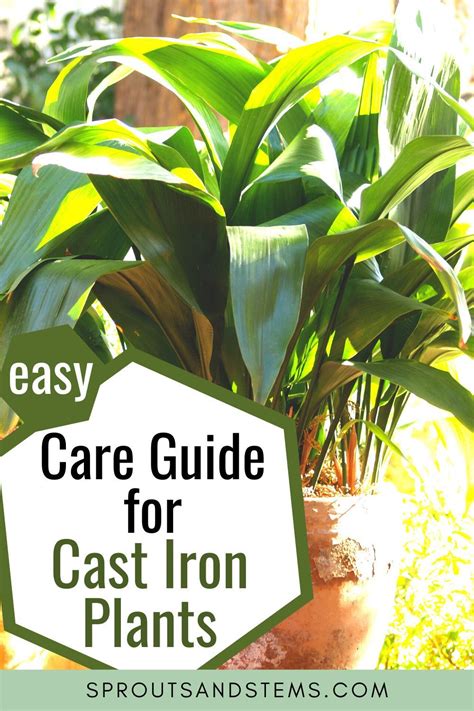 How to Care for Cast Iron Plants: An Easy Guide! | Cast iron plant, Plants, Plant care