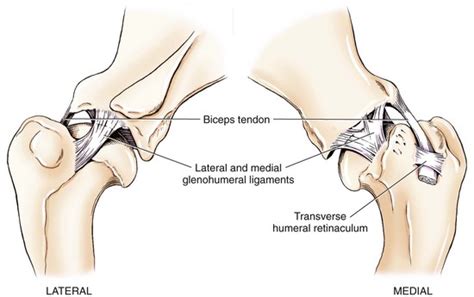 Do Dogs Have A Rotator Cuff