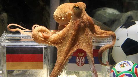 Paul the Octopus dies - World Cup 2010 - Football - Eurosport