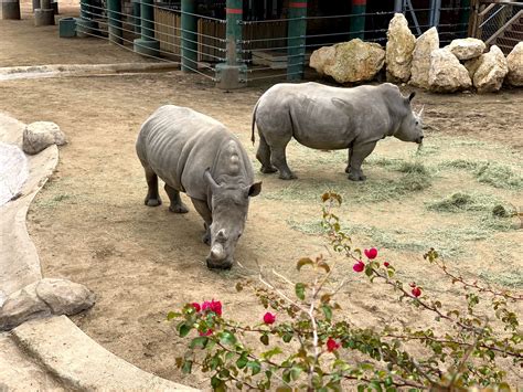 San Antonio Zoo - Go Wandering