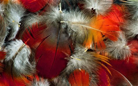 Colorful Feather Wallpaper - 1920x1200 Wallpaper - teahub.io