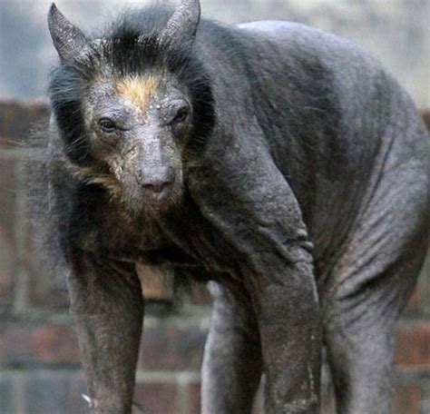 🔥 furless bear : NatureIsFuckingLit