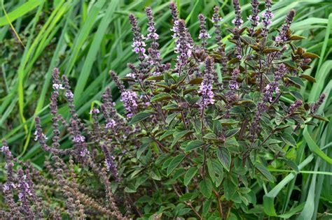 African Blue Basil (Ocimum kilimandscharicum x basilicum ‘Dark Opal') - Tropical Self Sufficiency