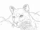 Panter Ausmalbild Pantera Kleurplaat Luipaard Felino Imprimir Dibujar  sketch template