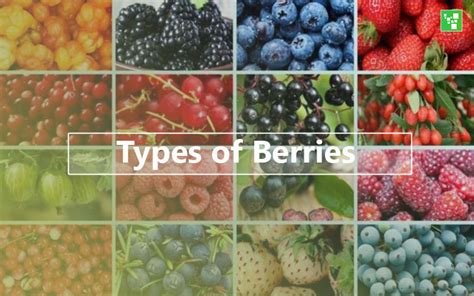 Types of Berries – Top 24 List - Ultimate Topics