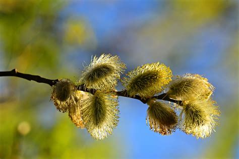 Catkins Flower Seed - Free photo on Pixabay - Pixabay