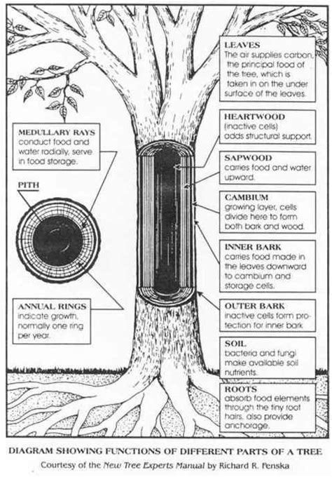 Parts of a Tree | Tree study, Nature school, Tree identification