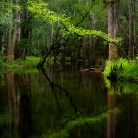 Congaree National Park - Completed March 18, 2017 | Congaree national ...