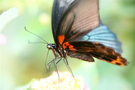 Butterfly | This image may be used as a free stock photo wit… | Flickr