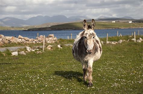 Connemara National Park - Places to Visit and Attractions in Connemara