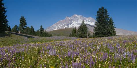 Mount Hood wilderness | phil armitage photography blog