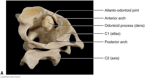 Cervical Spinal Joints