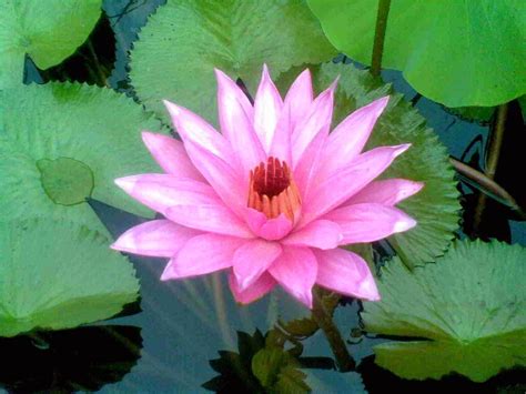 Bunga Teratai (Lotus Flower) | Manfaat Bunga untuk Kesehatan | Pinterest