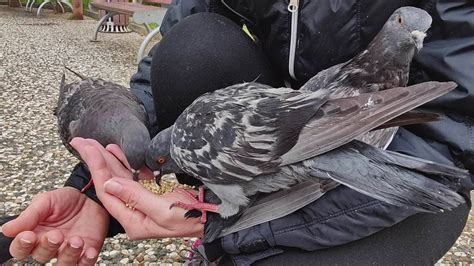 Woman Feeding Pigeon 15644946 Stock Video at Vecteezy