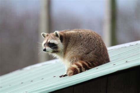 The Variety of Deciduous Forest Animals is Truly Mind-Boggling