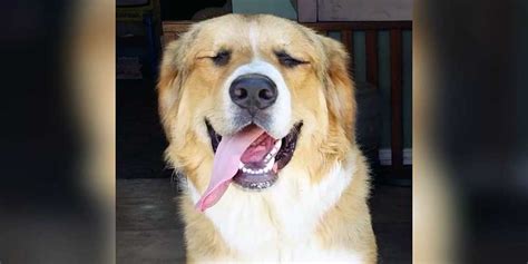 Pyrenean Mountain Dog Mix