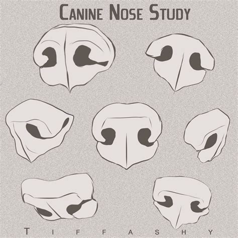 Canine/Wolf/Dog Nose Study by TIFFASHY - How to Art