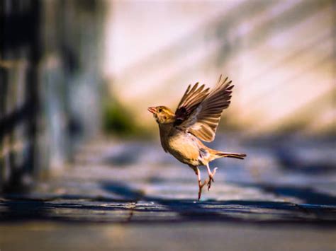 Bird Flying Away Stock Photos, Pictures & Royalty-Free Images - iStock