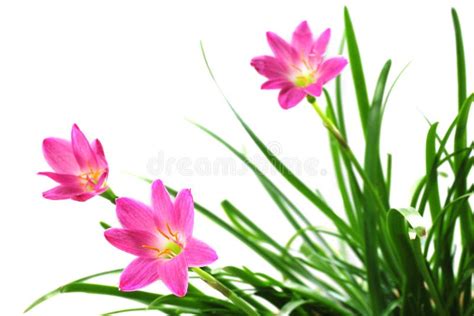 Zephyranthes rosea stock image. Image of rosea, garden - 34290733