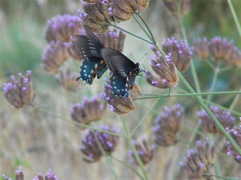 A pair of swallowtail butterflies in a botanical garden. | Smithsonian ...