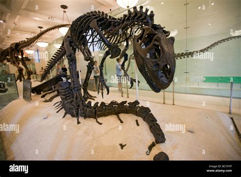 Allosaurus at the Dinosaur Exhibit Museum of Natural History NYC Stock Photo - Alamy