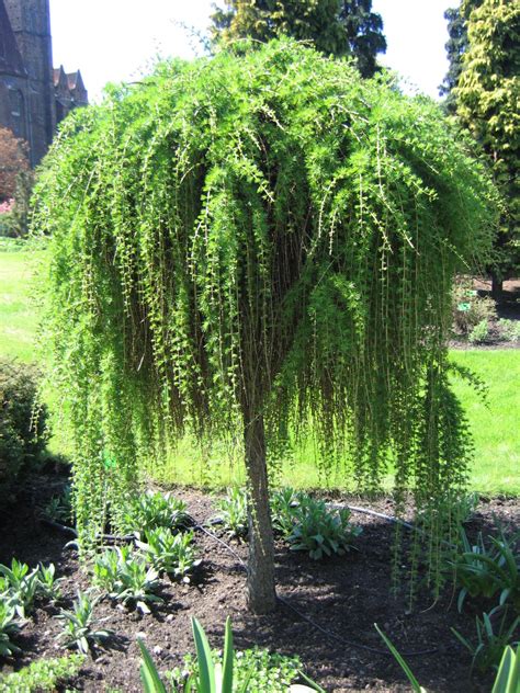 Small Ornamental Trees Evergreen - Mbi Garden Plant