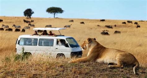 Unveiling Hidden Gems in Wildlife Safari Tours | by India Tours Cabs | Dec, 2023 | Medium