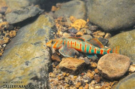 Male candy darter | Tropical freshwater fish, Tropical fish, Freshwater ...