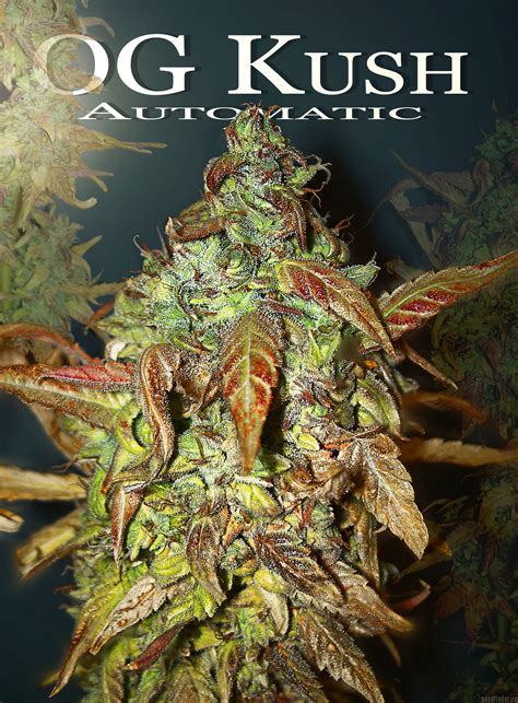 OG Kush Autoflowering (by Dinafem) :: SeedFinder :: Strain Info