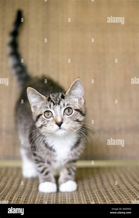 A young tabby domestic shorthair kitten Stock Photo - Alamy