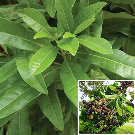 Vamsha Nature Care LIVE Allspice Plant -Wondering plant combined the flavour of Cinnamon, Nutmeg ...