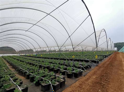 China Good Quality Poly Tunnel Green House Low Cost Hot Sale Polytunnel Berry Greenhouse ...