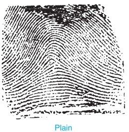 Types of Fingerprint Patterns