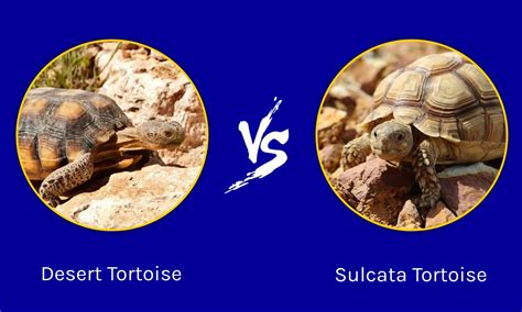 Baby Sonoran Desert Tortoise