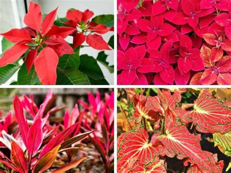 8 Indoor Plants with Red Leaves to Add Color to Your Home