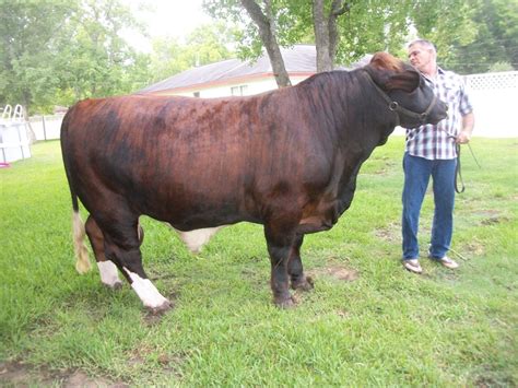 Beefmaster bull for sale | Beefmaster bull, Bull, Cow