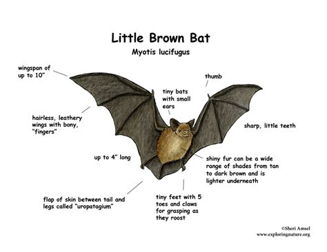 Morphology - Little Brown Myotis Bat