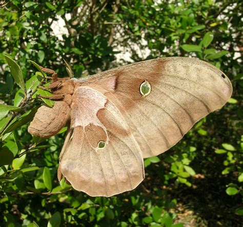 Polyphemus Moth (Common SF Bay Area Moths) · iNaturalist