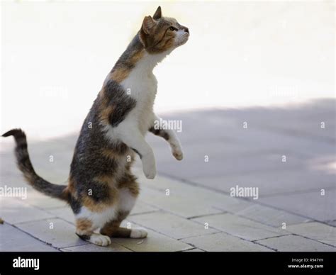 Cat standing on hind legs hi-res stock photography and images - Alamy