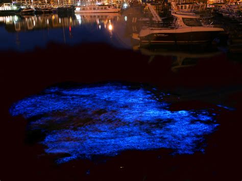 bioluminescenza-noctiluca-scintillans | Domande Impossibili