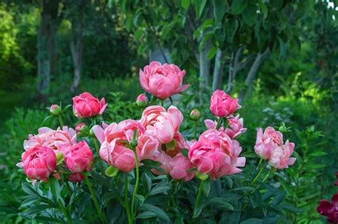 31 Types of Peonies (All Colors, Bloom Types and Varieties) | Peonies garden, Garden flower beds ...