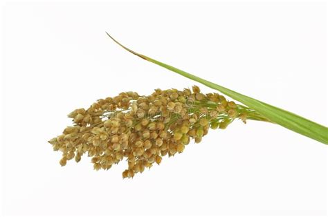 Millet plant isolated stock photo. Image of millet, seed - 21867676