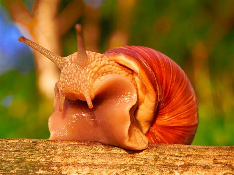 Roman snail (Helix pomatia) Free Photo Download | FreeImages