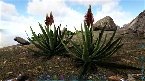 Fat Frog's Swamp Gas Gaming: Ragnarok Cactus Sap Locations: Ark Survival Evolved