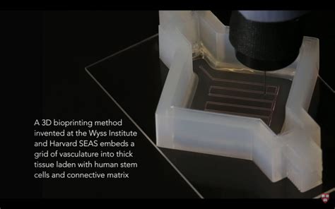 Bioprinting Gets a Boost from Thick 3D Printed Human Tissues - 3D ...