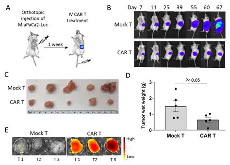 Cells | Free Full-Text | Overcoming Immunological Resistance Enhances the Efficacy of a Novel ...